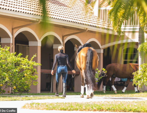 Protected: Bridging the Gap between Rider and Horse Draft