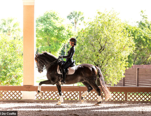 Equestrian Excellence: Revolutionizing Rider Wellness with Advanced Therapies